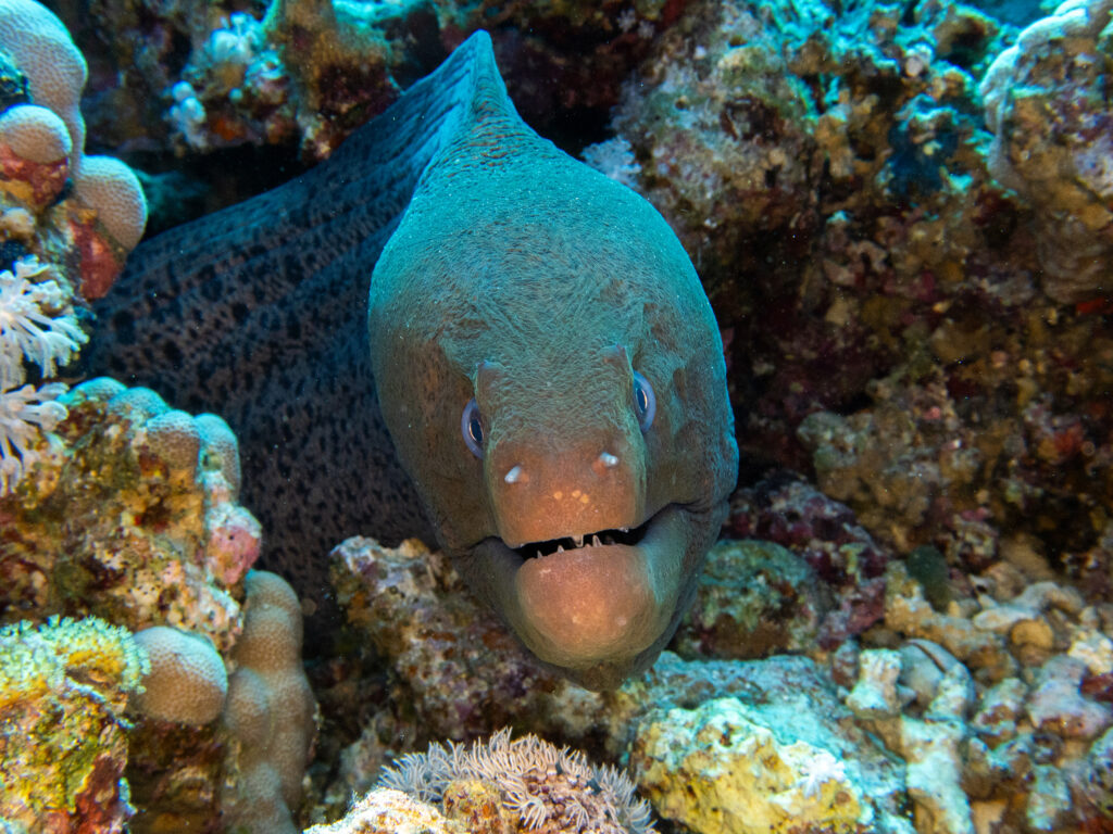 Maxl ist wieder zurück im Roten Meer Blue Water Dive Resort