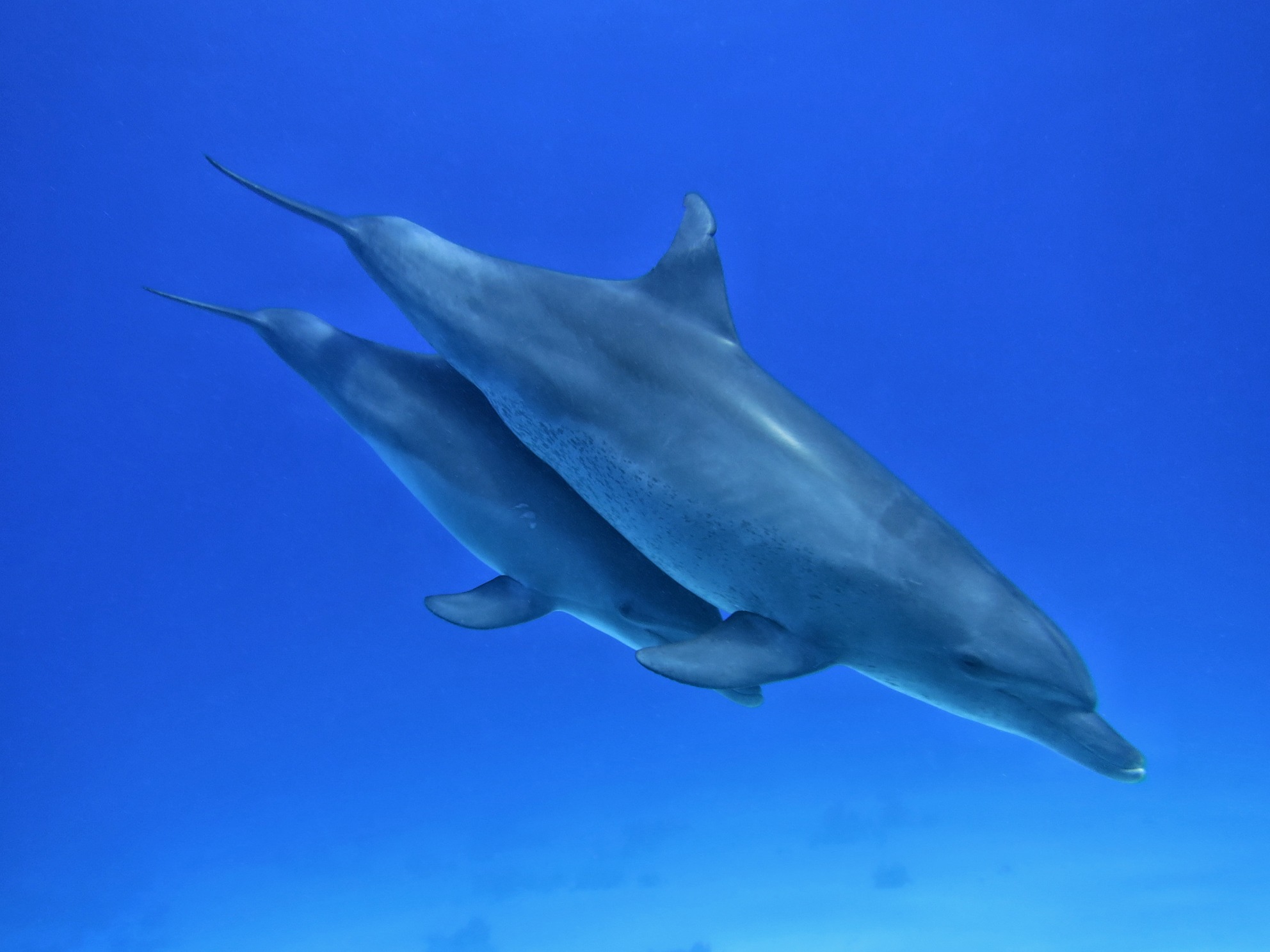 Dolphin-Hurghada