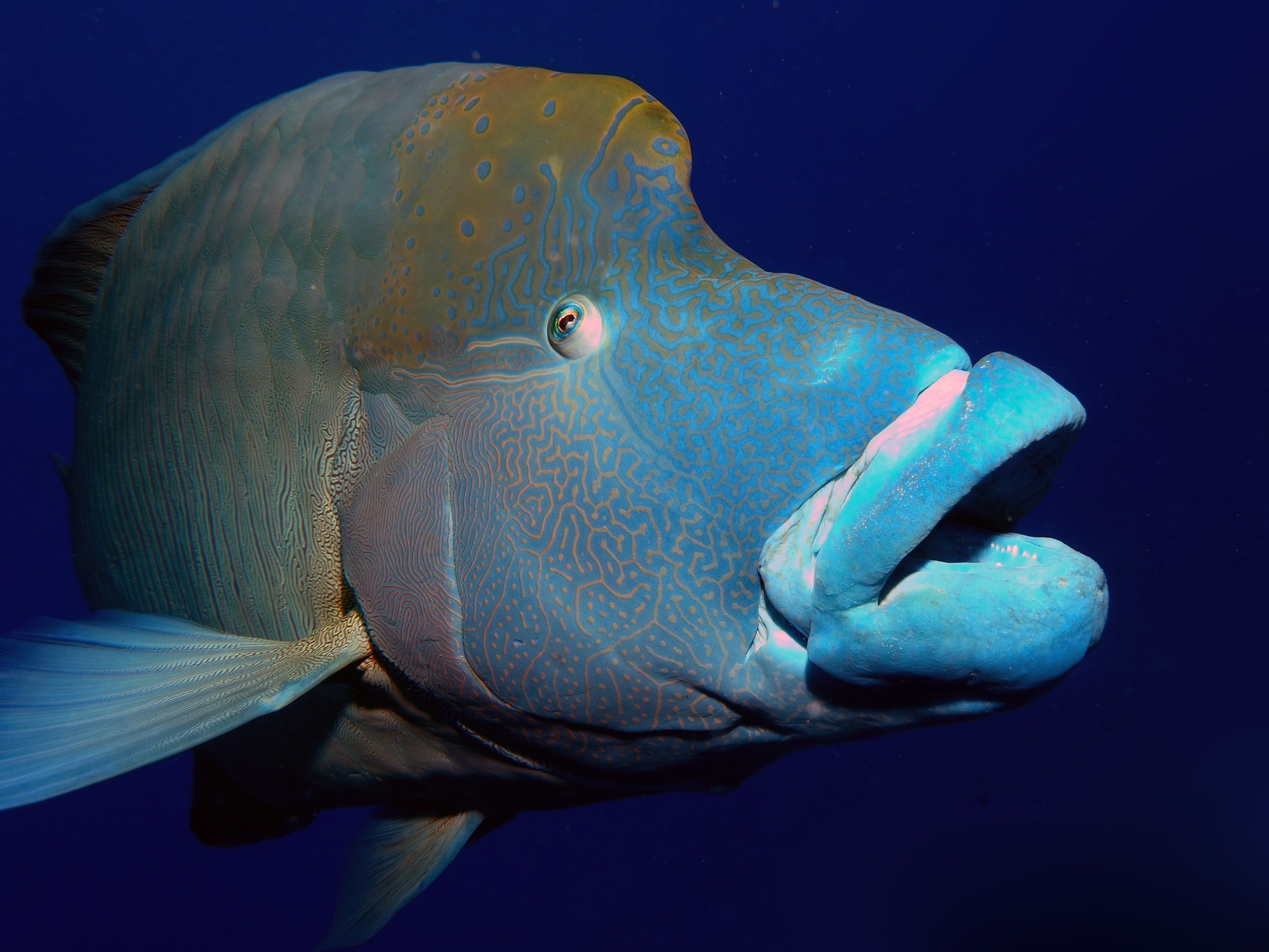 Wrasse