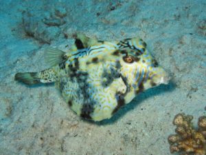 Boxfish