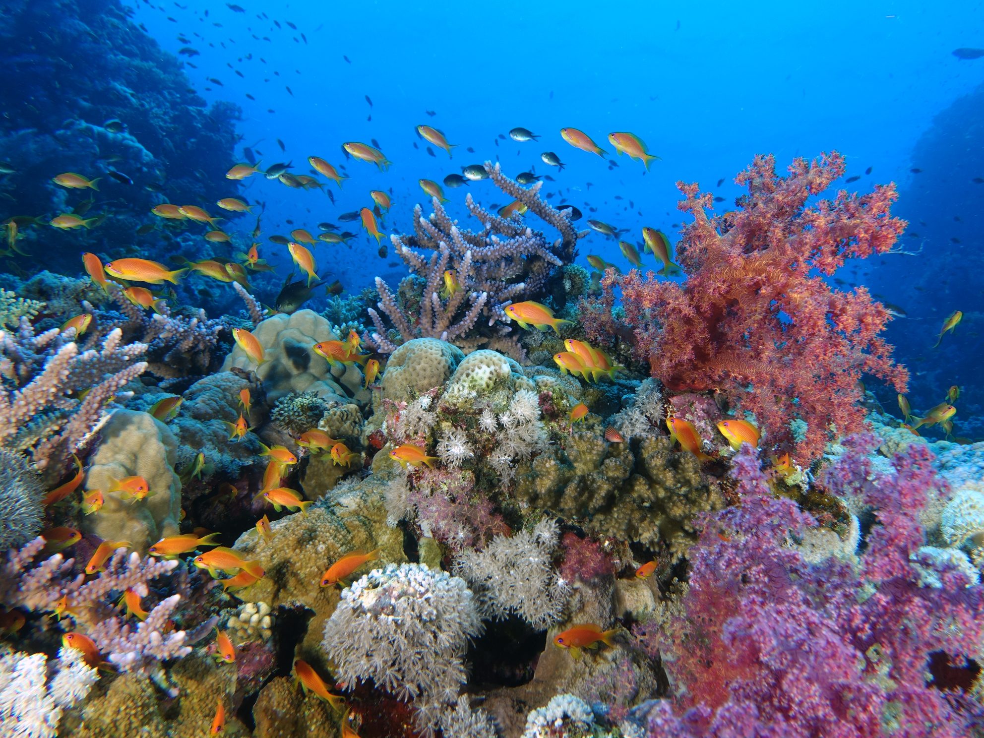 colourful reef