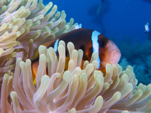 Bunter Fischreigen am Aquarium