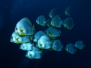 Fröhliche Schnatterfische im Roten Meer