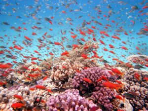 Unterwasser-Hurghada