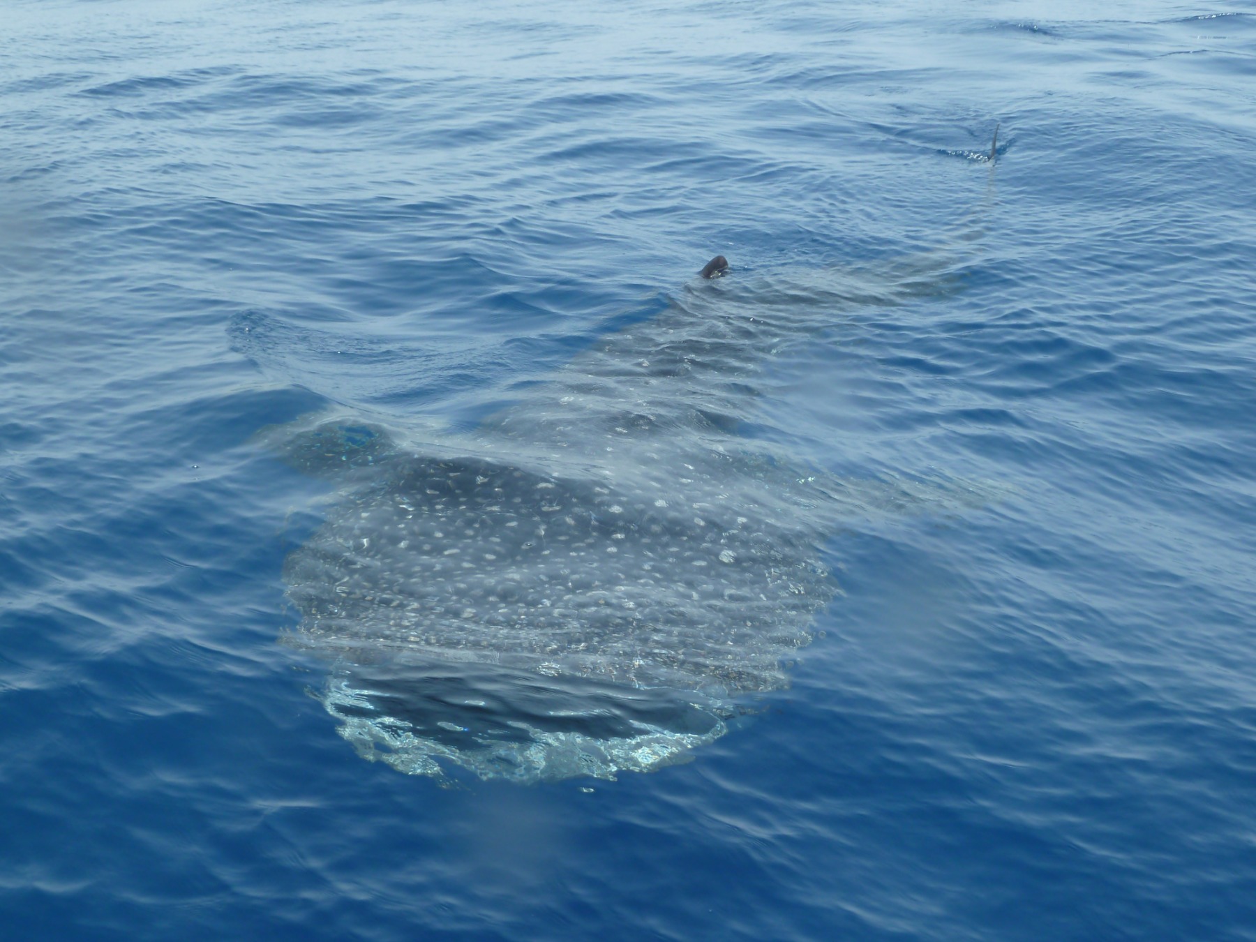 Whaleshark