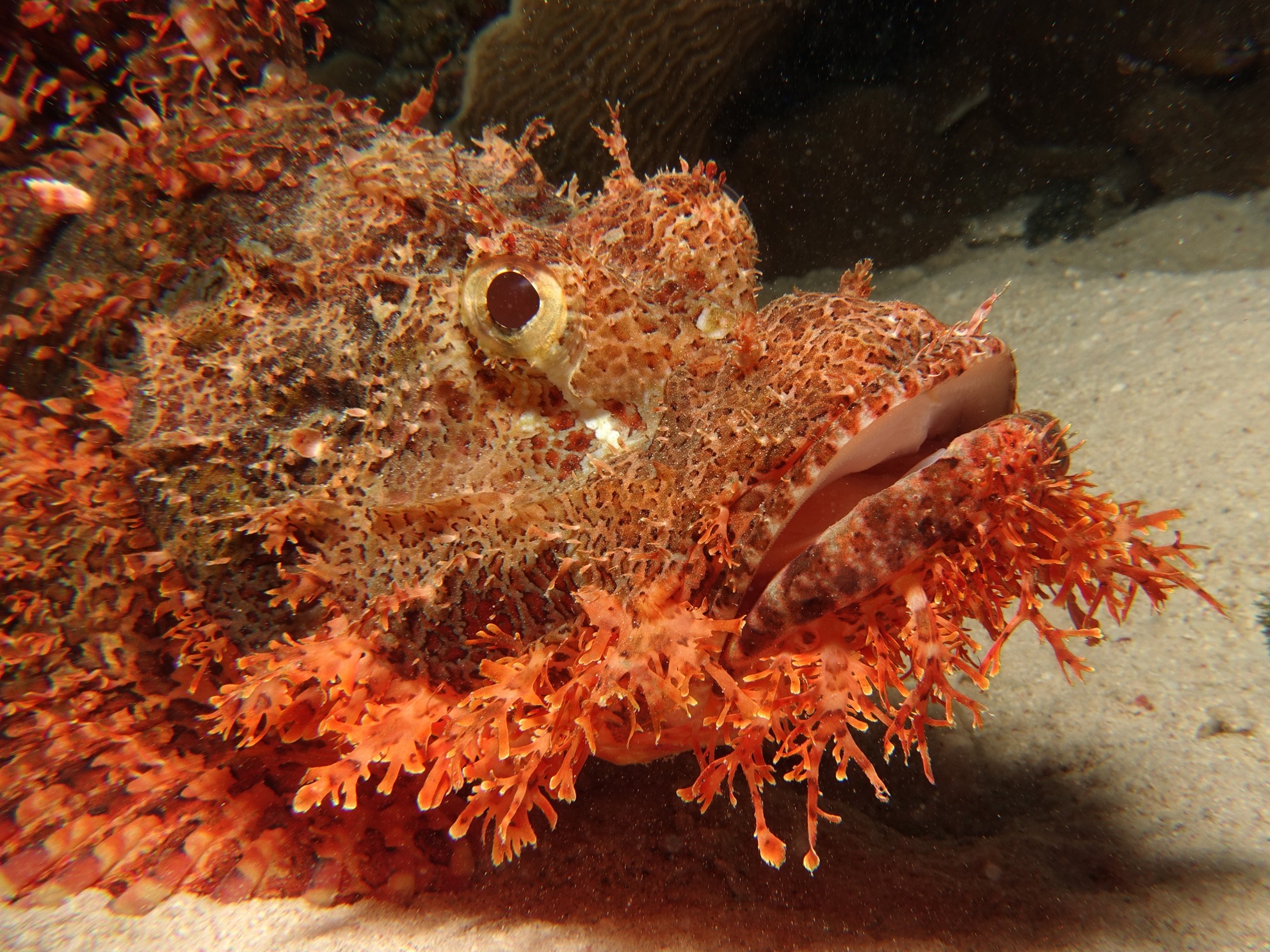 Gemütliches Abtauchen im Roten Meer