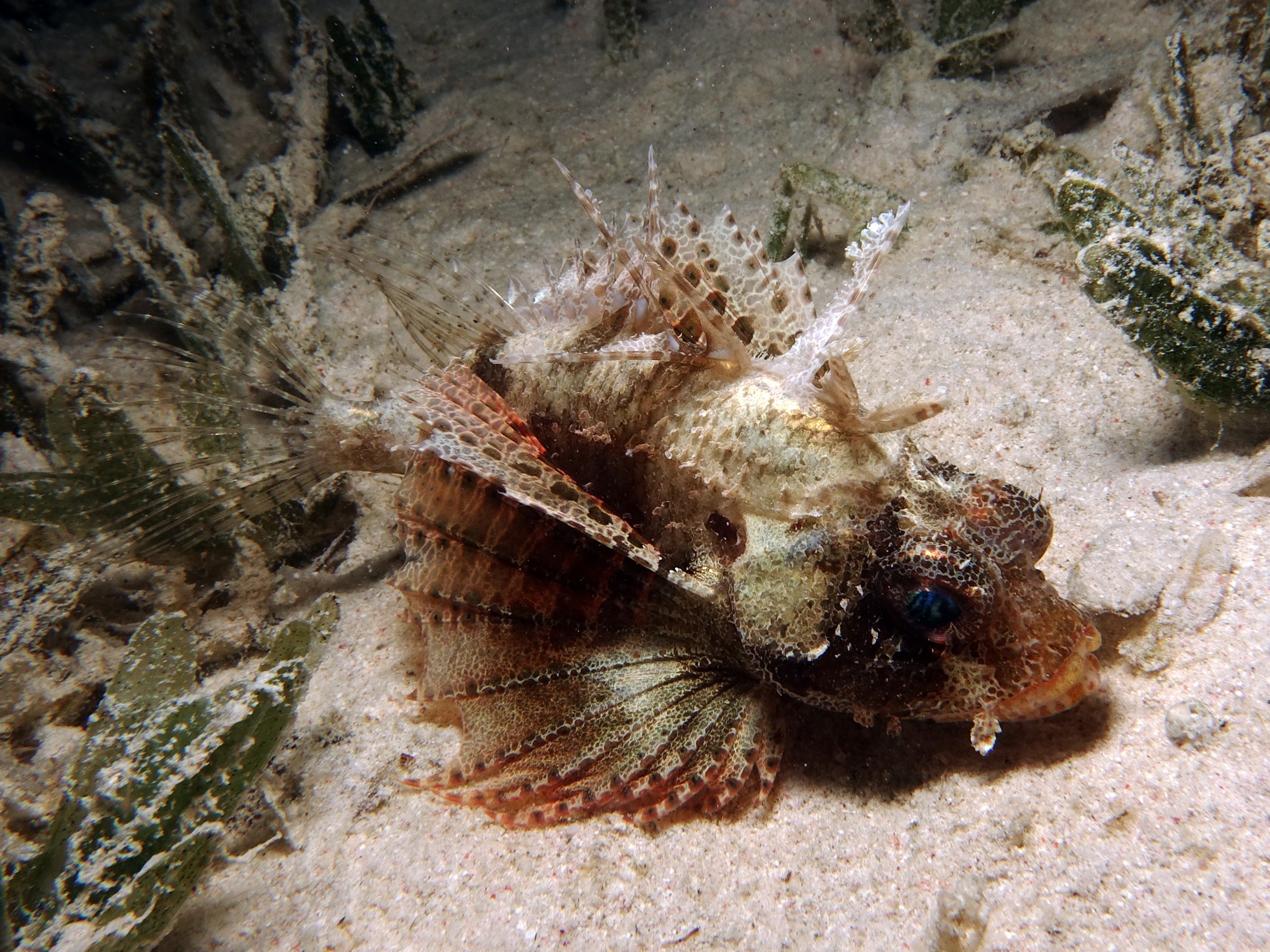 Sonntagstaucher auf dem Roten Meer