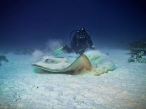 Sieben Große Rochen auf einen Streich