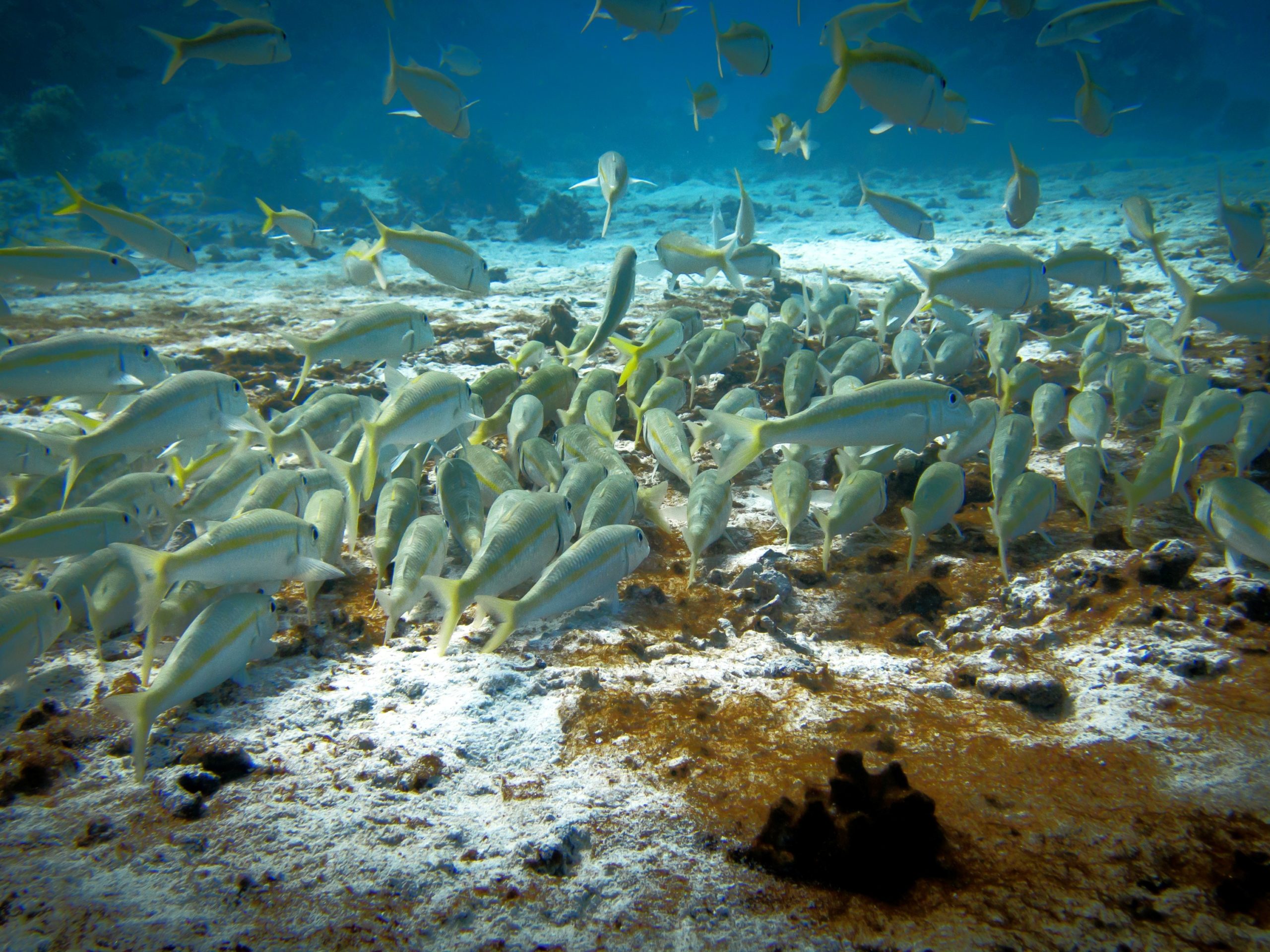 Herzlich willkommen im Roten Meer