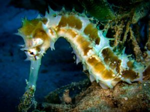 Sea-Horse