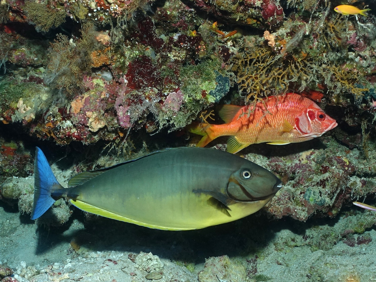 Viele Delfine und noch mehr bunte Fische