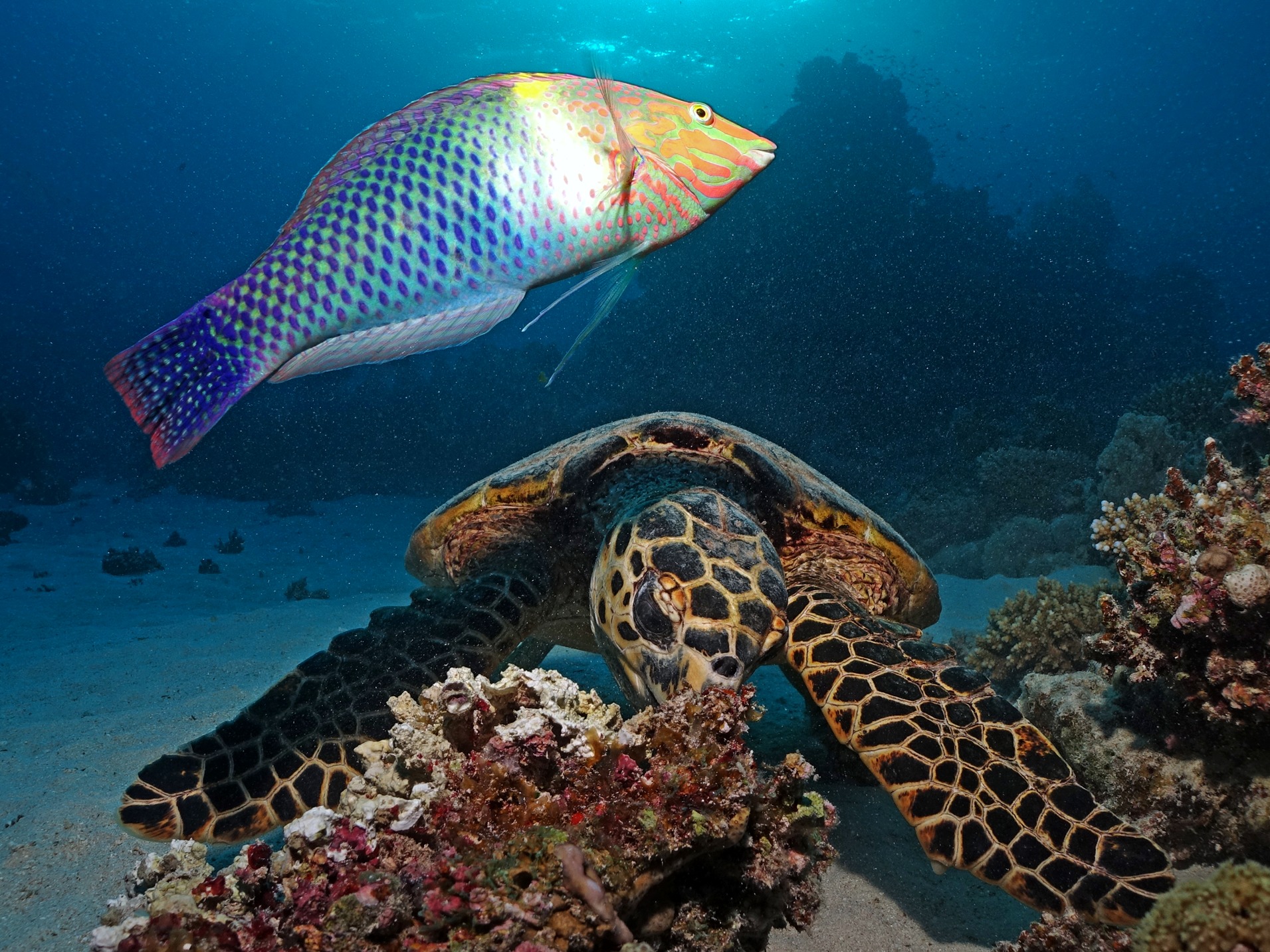 Ohne Wind bei den schönsten Divespots