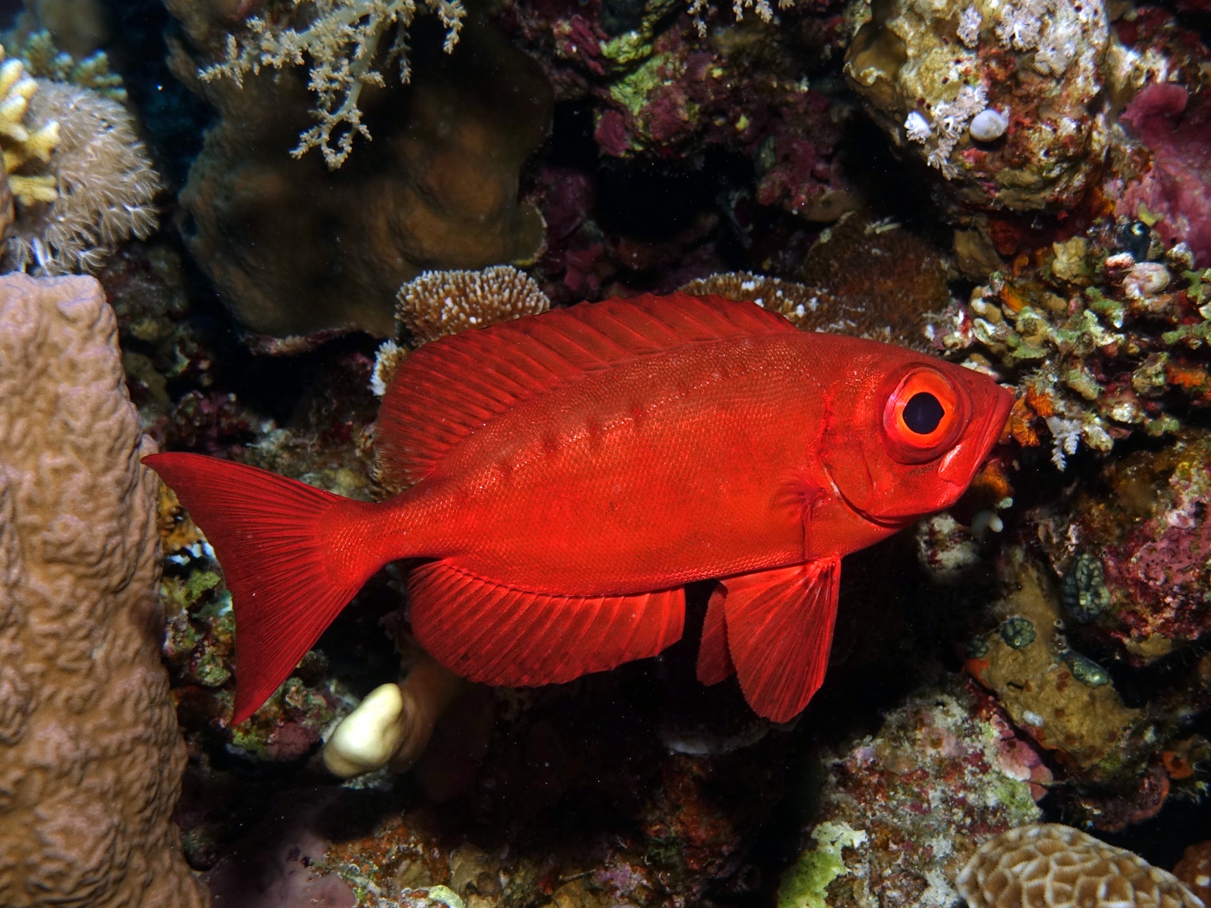 Tolle Ausbeute beim Fische gucken