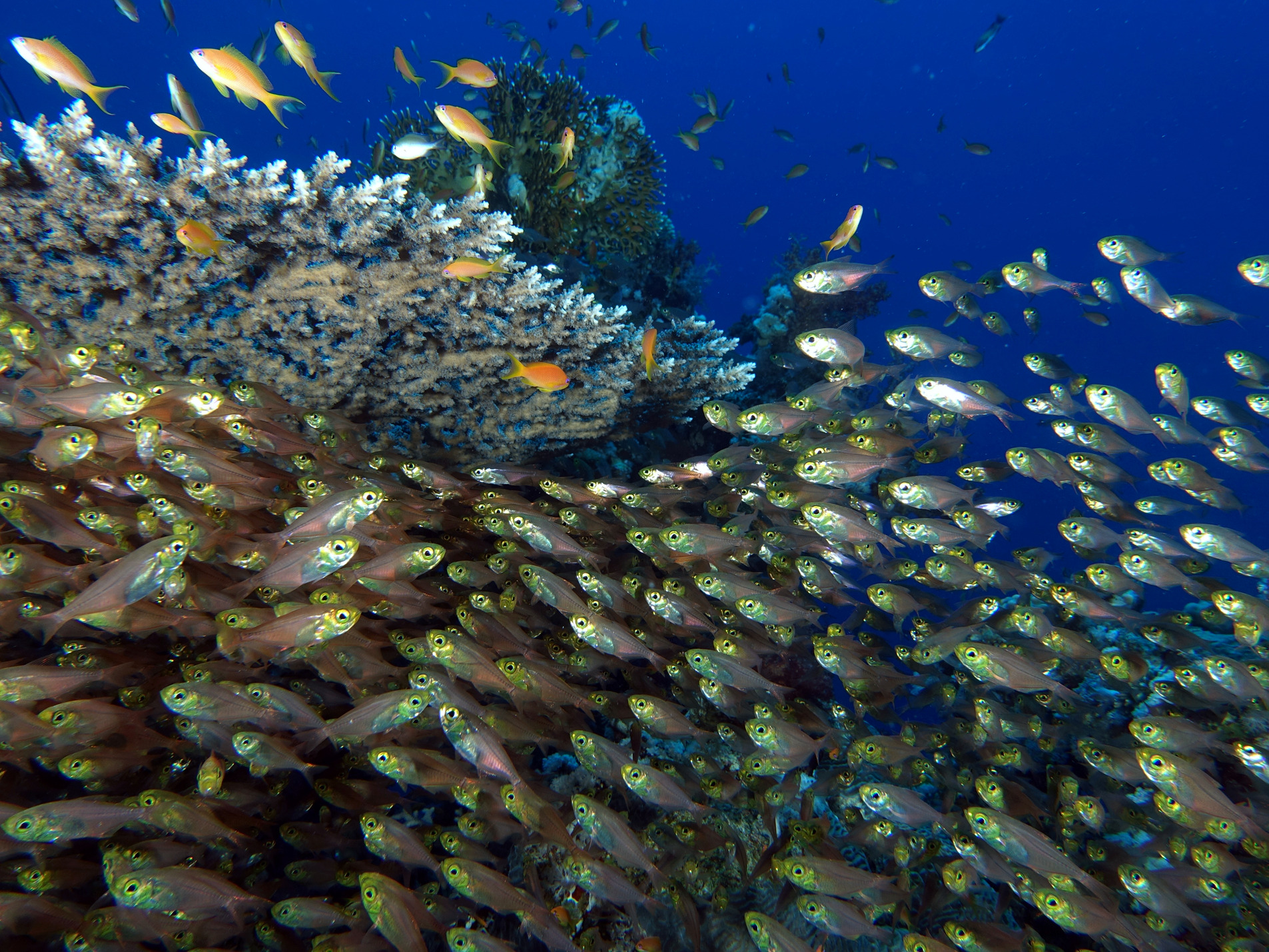 Die schönste Fischsuppe zum anschauen