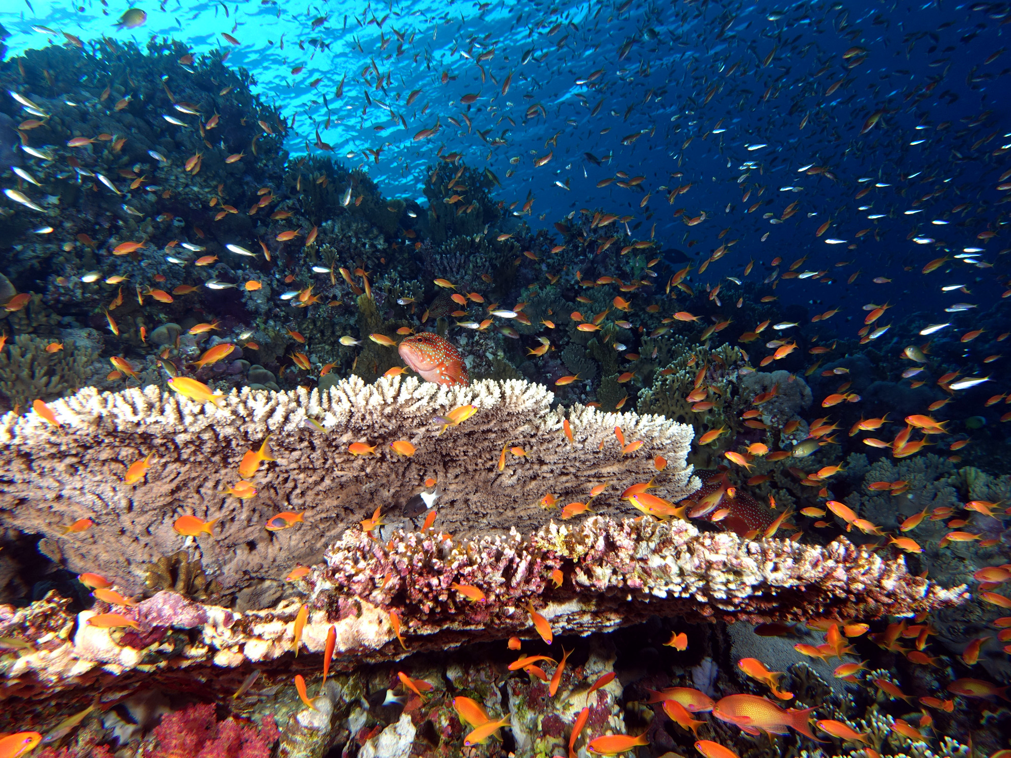 Es geht wieder hinaus aufs Rote Meer