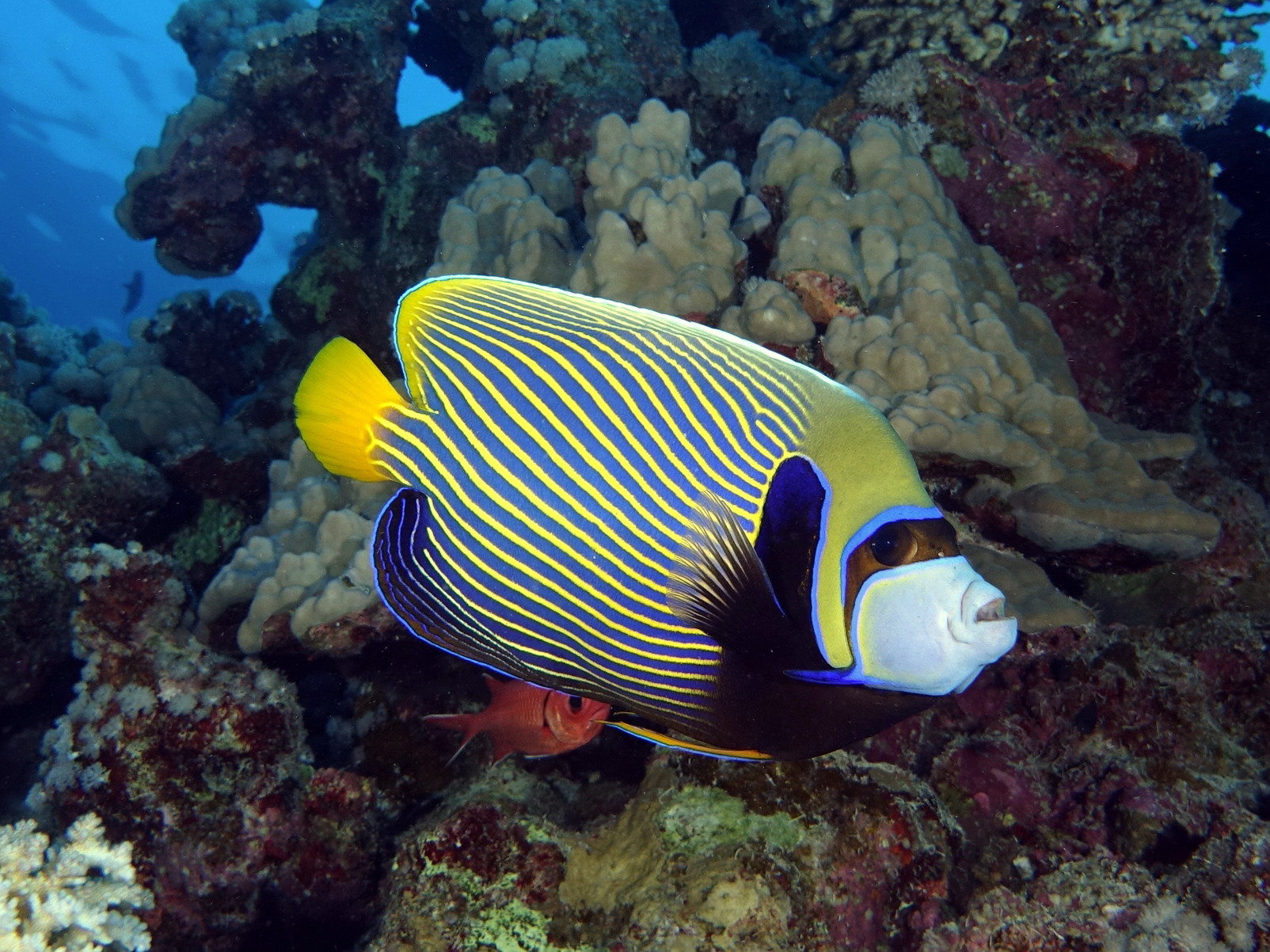 Der Schönheitswettbewerb der Fische