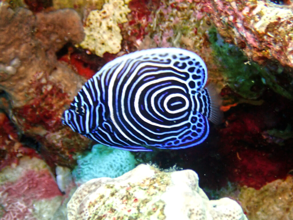 Das große Fisch-Treffen im Roten Meer