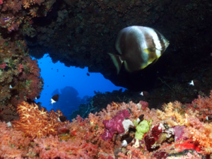 Kleine Höhlen mit Korallen und Fischen