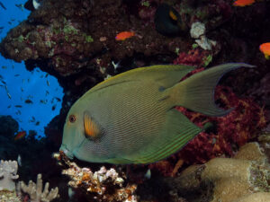 Landschaft und Fische gucken in Stone Beach