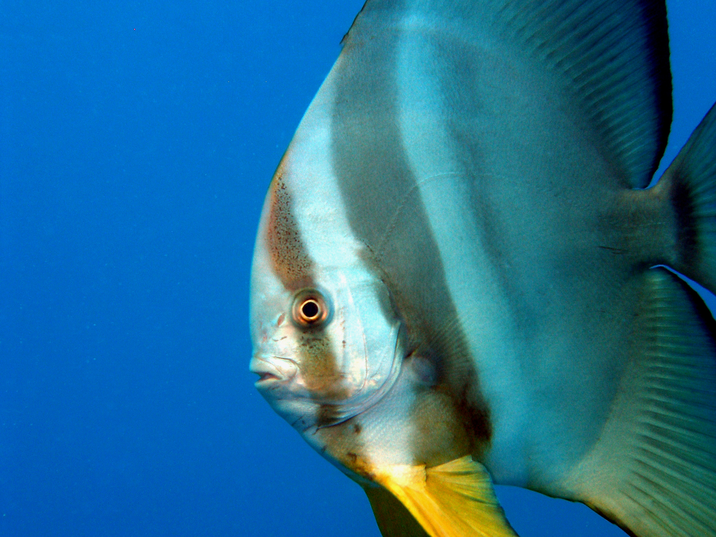 Empfangen von freundlichen Fledermausfischen