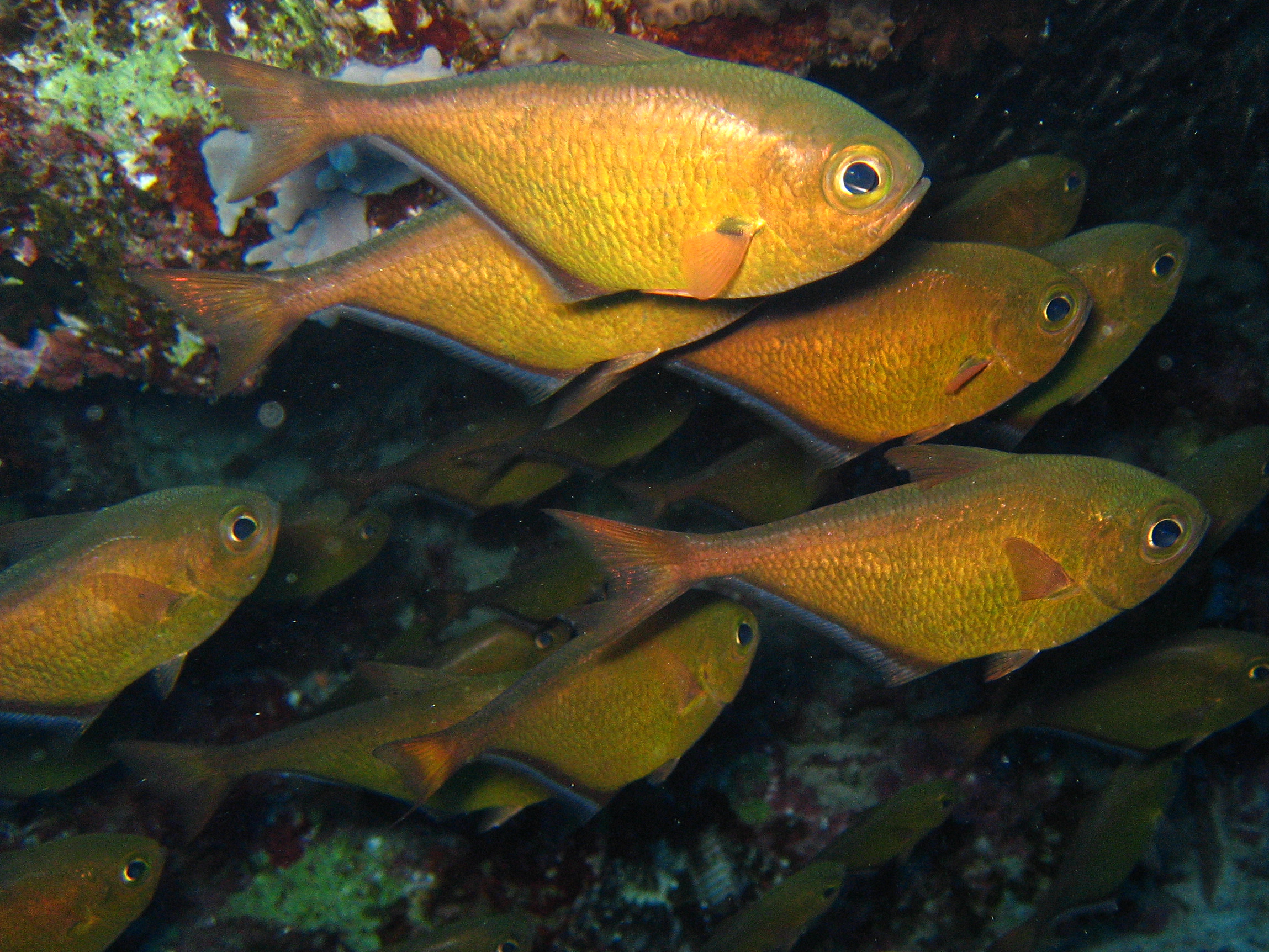 Wir nahmen Kurs auf die bunten Fische