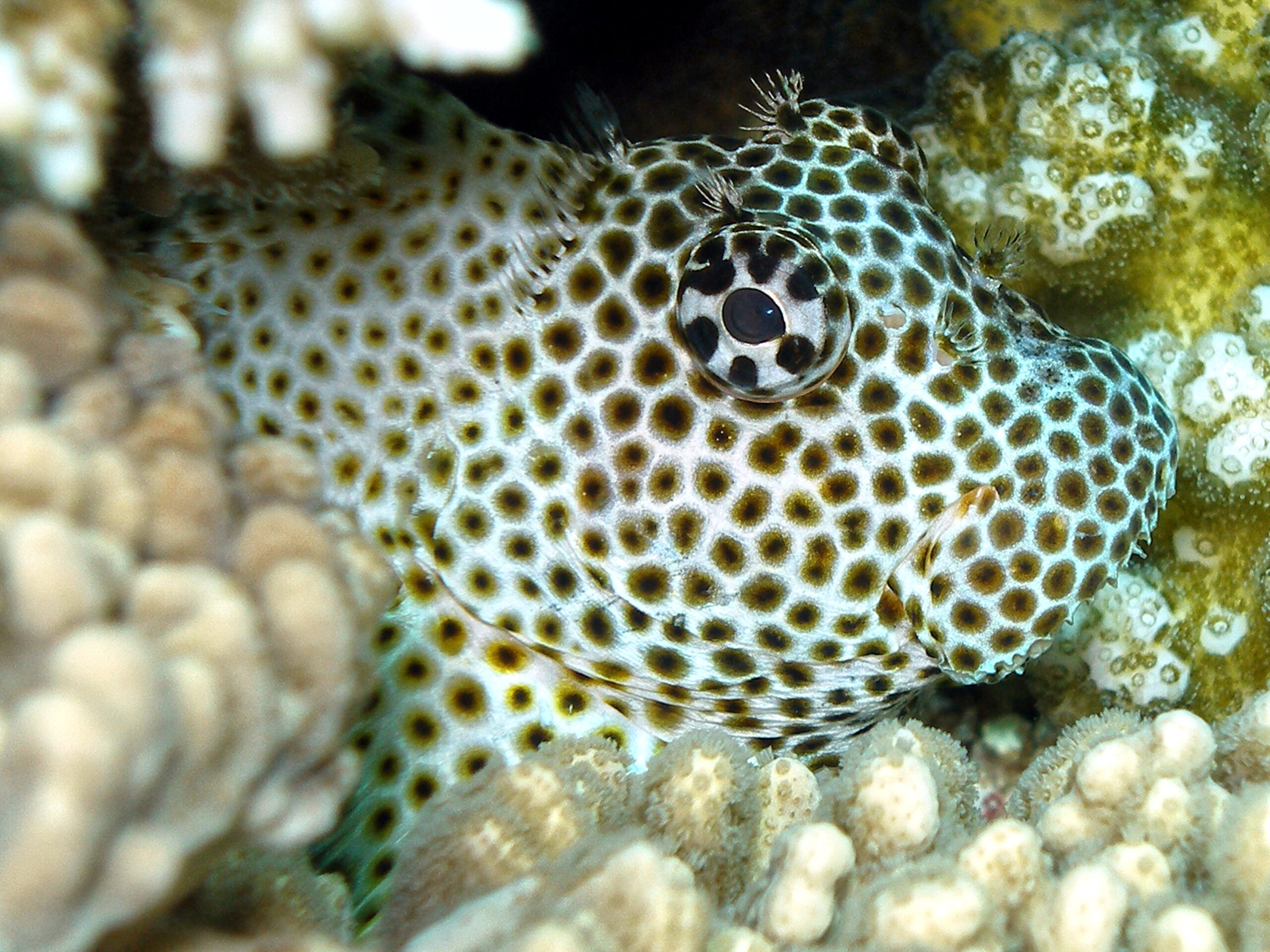 Schönes Tauchen im Flachwasser Paradies