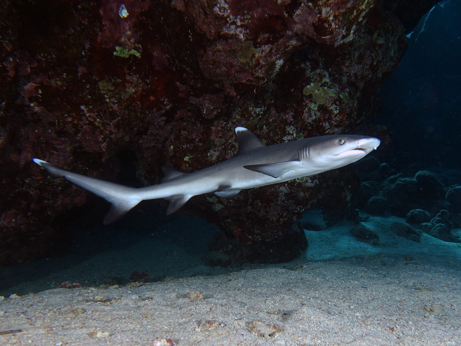 Der Kleine Hai Und Viele Rochen Blue Water Dive Resort 