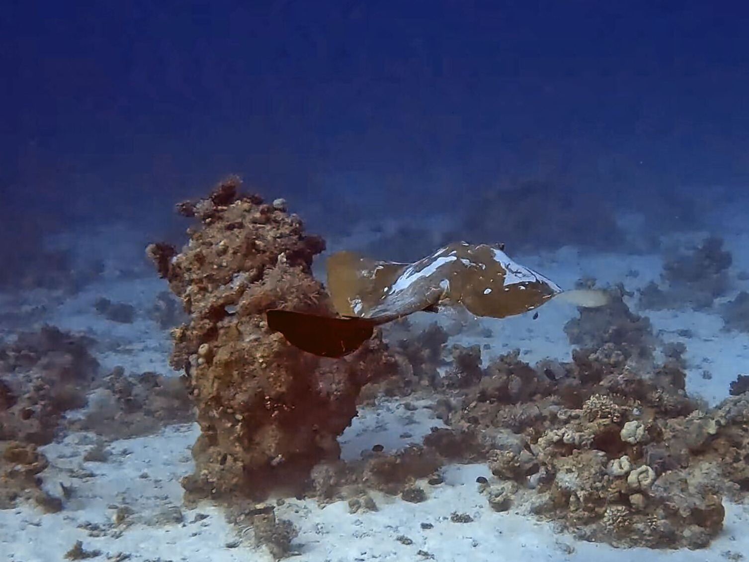 Vier große Rochen und kleine bunte Fische