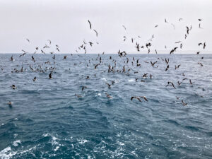 Stürmisch über Wasser und herrlich Unterwasser