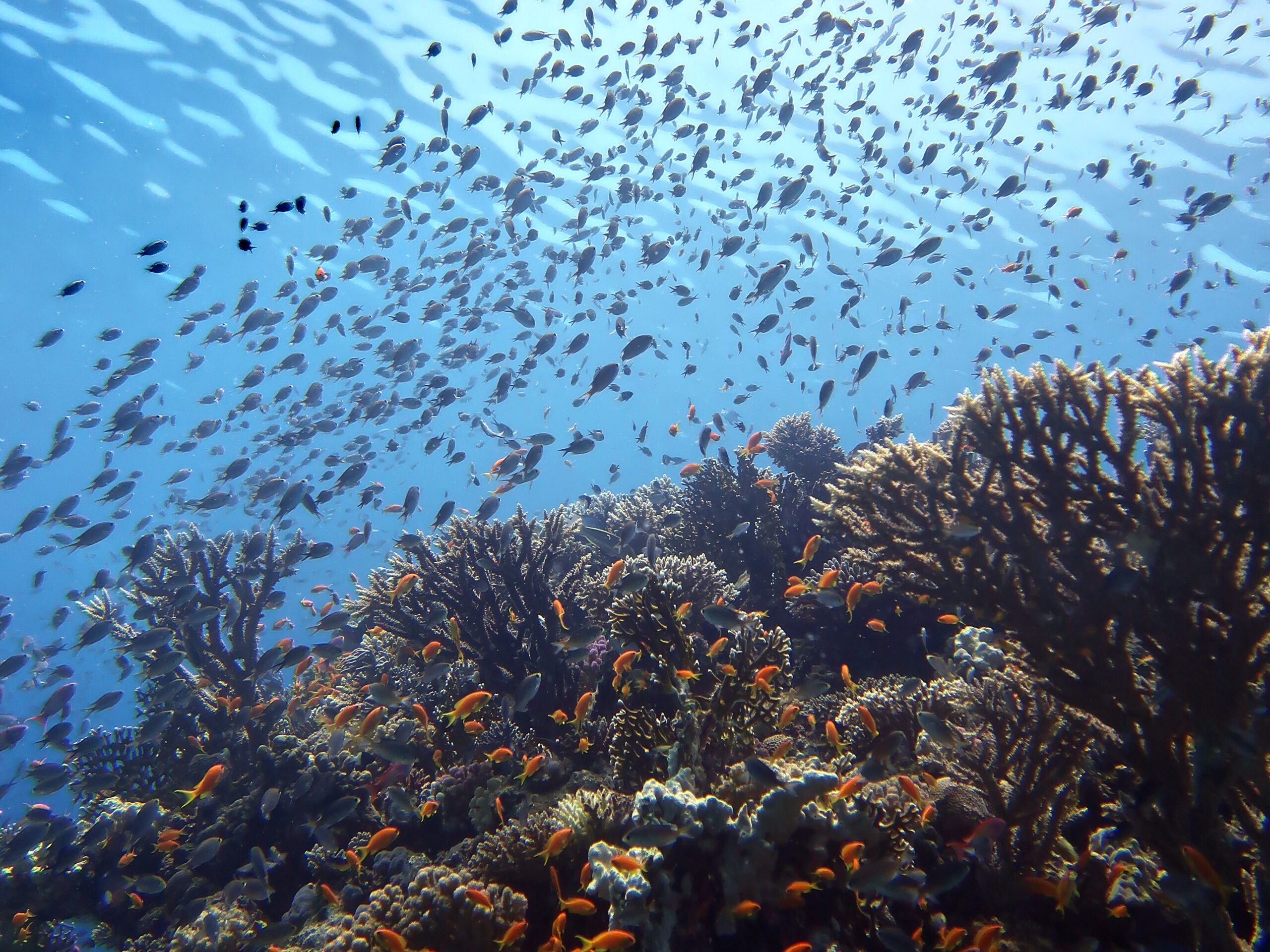 Ein ganzes Meer voll mit Schwarmfischen