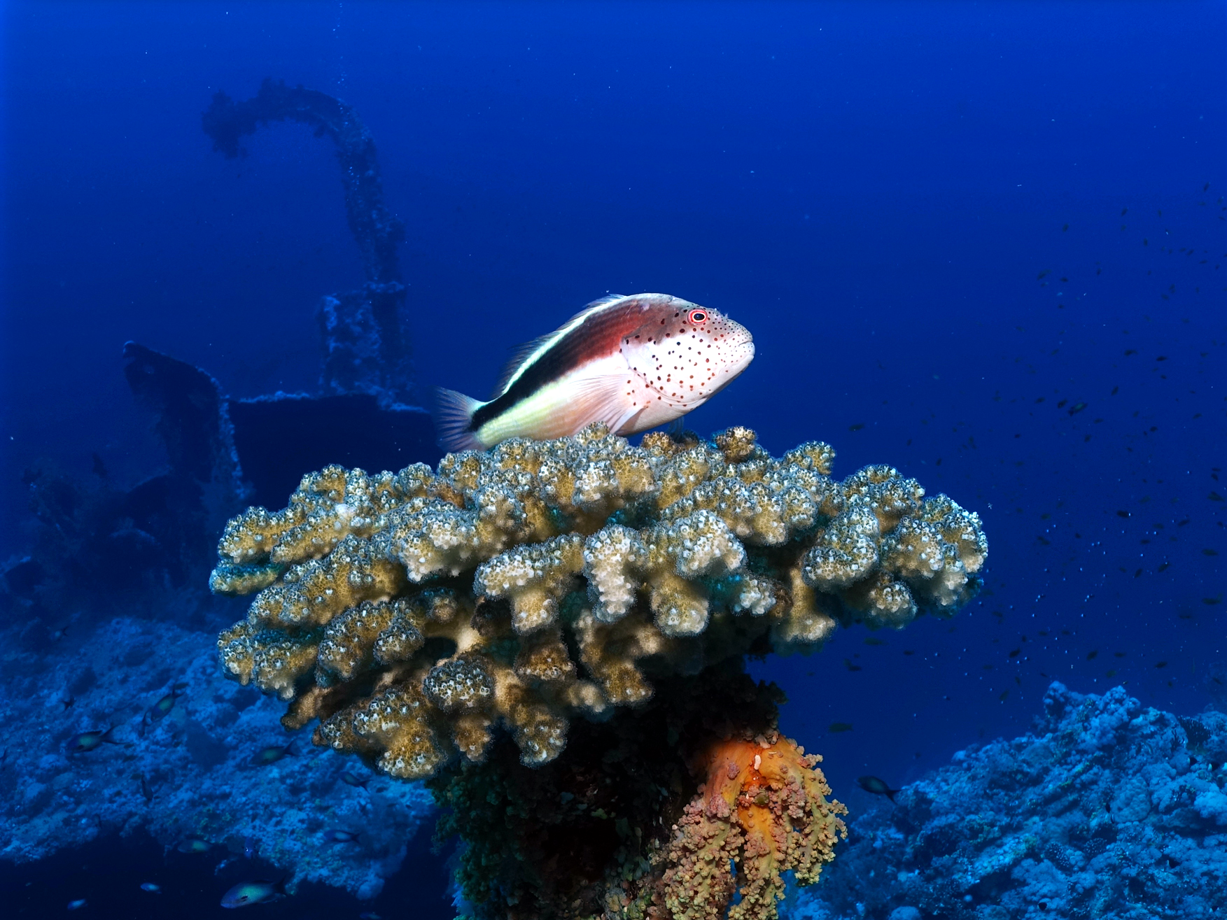 Wracktauchen vom Feinsten an der Thistlegorm