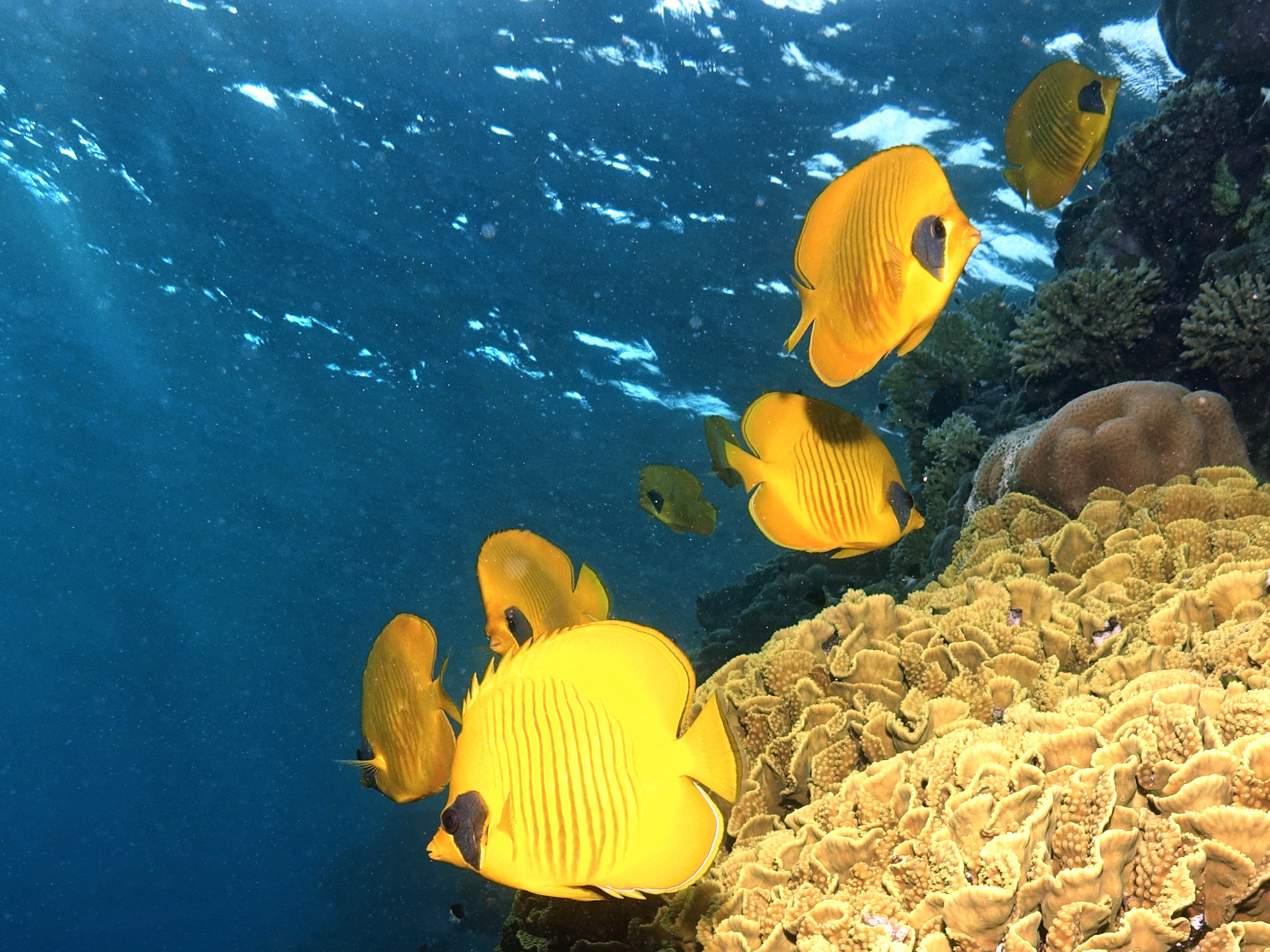 Schöne Strömung am Banana Reef