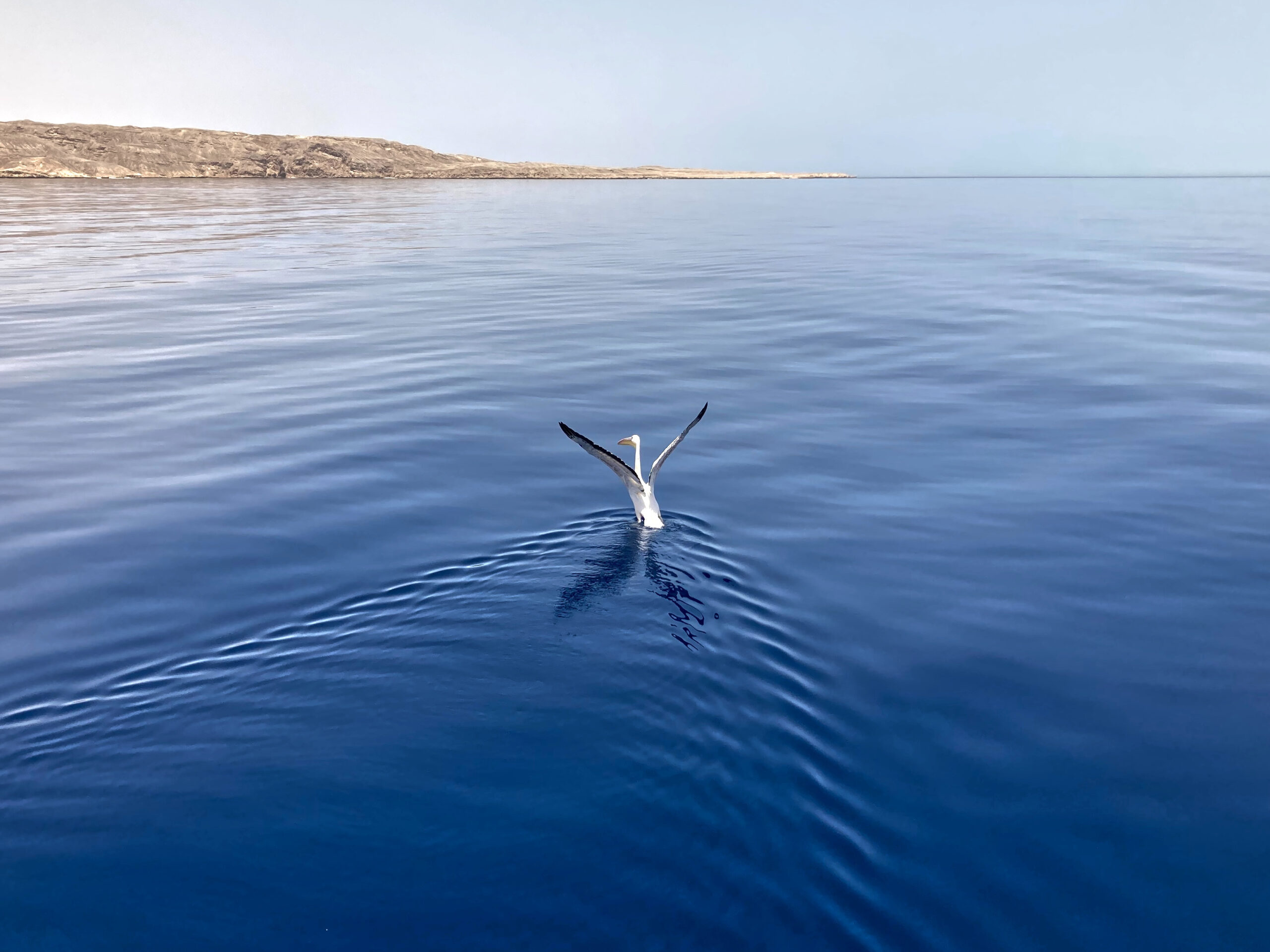 Sommerliche News vom Roten Meer