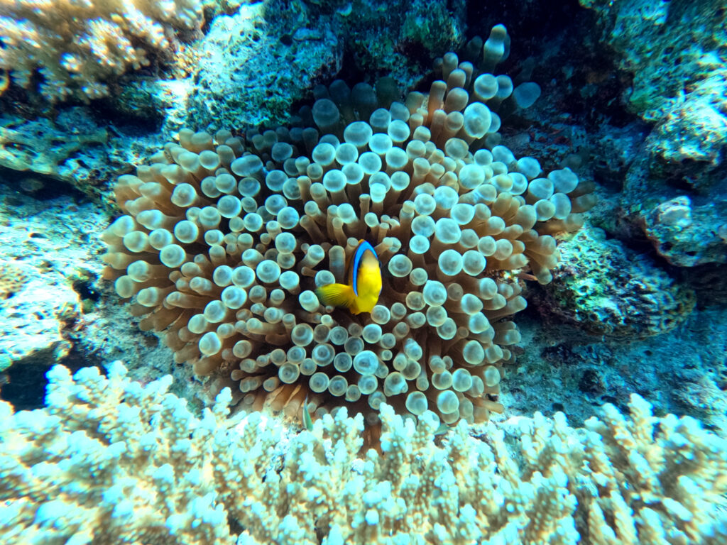 Die Nemos tanzten über ihren Anemonen