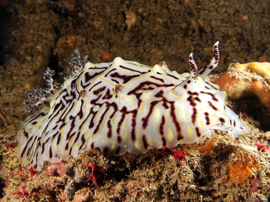 Fröhliches Neujahrstauchen im Roten Meer