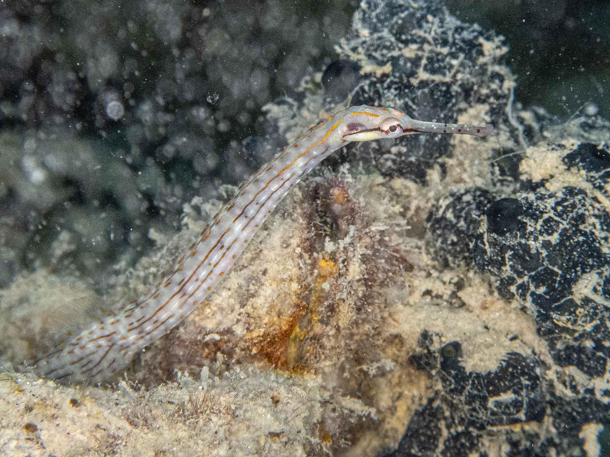 Der frühe Vogel fängt die Fische