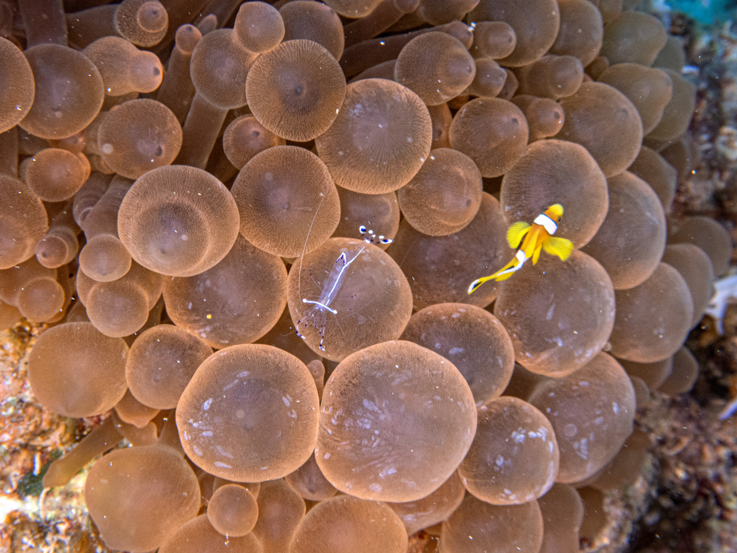 Buntes Allerlei am fischreichen Mittwoch