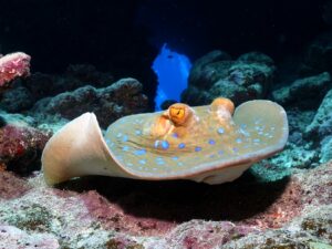 Traumwetter und Spaß am Carless Reef