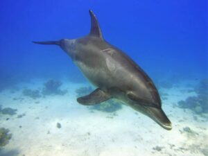 Eine Stunde pures Delfin Vergnügen