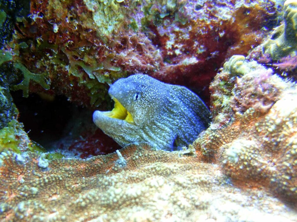 Überall gabs was zu sehen unter Wasser