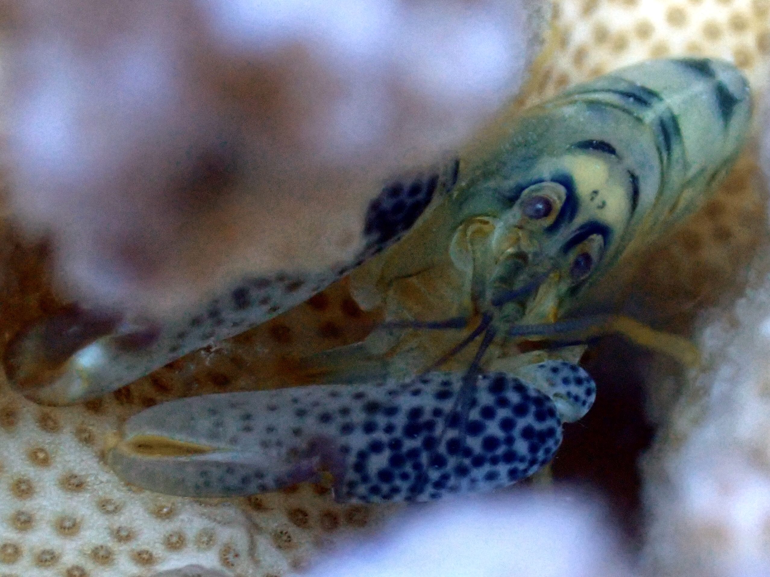 Tauchen und Planschen im Roten Meer