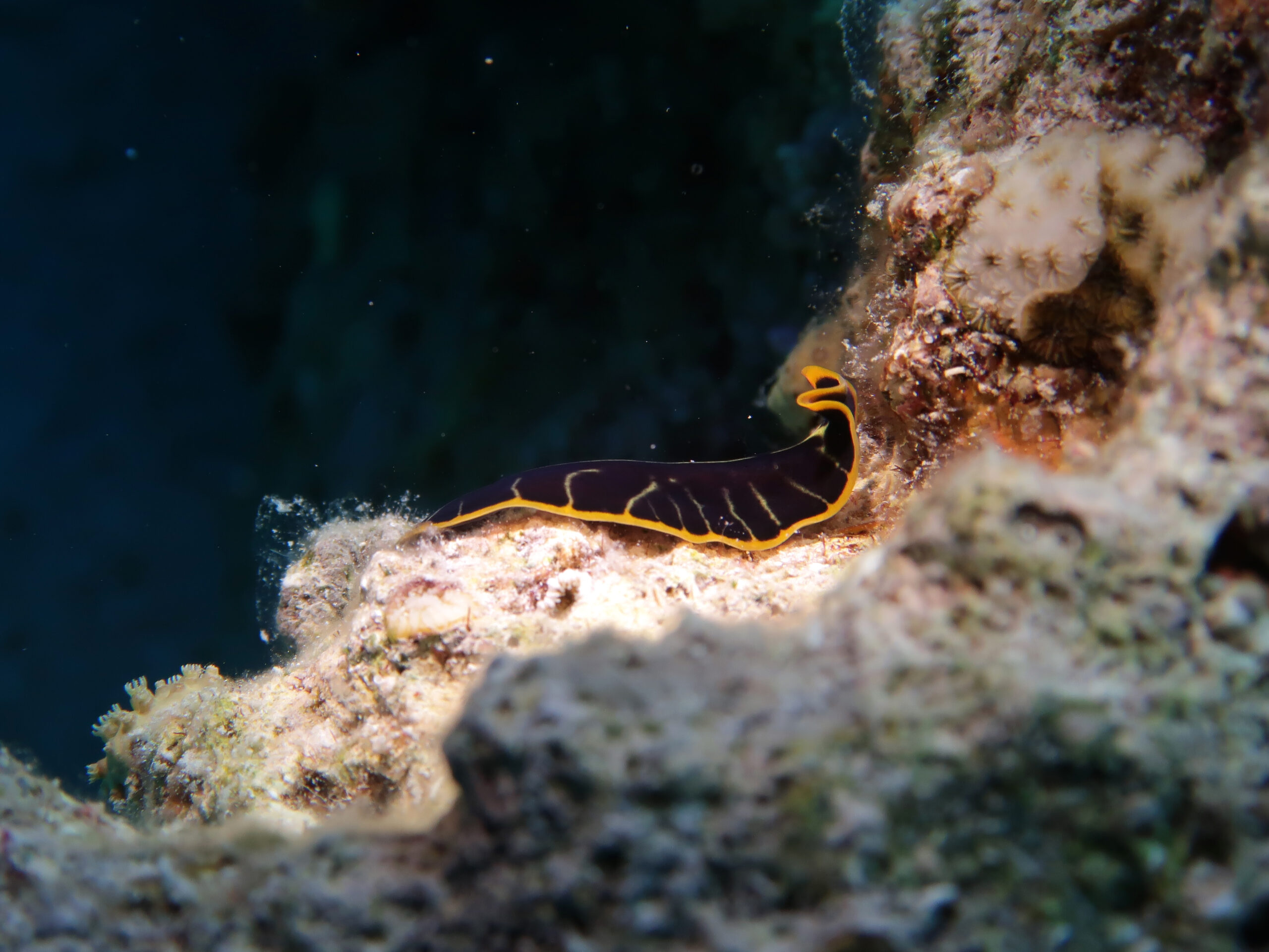 Auf Tuchfühlung mit der Unterwasserwelt