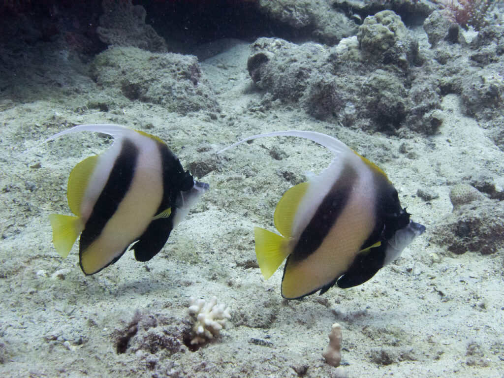 Heute gabs die Fische im Doppelpack