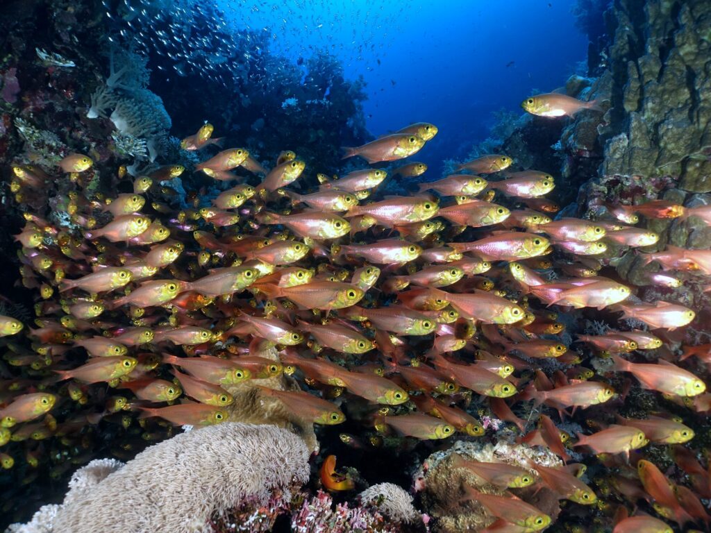 Außergewöhnlich viel Schwarmfisch überall